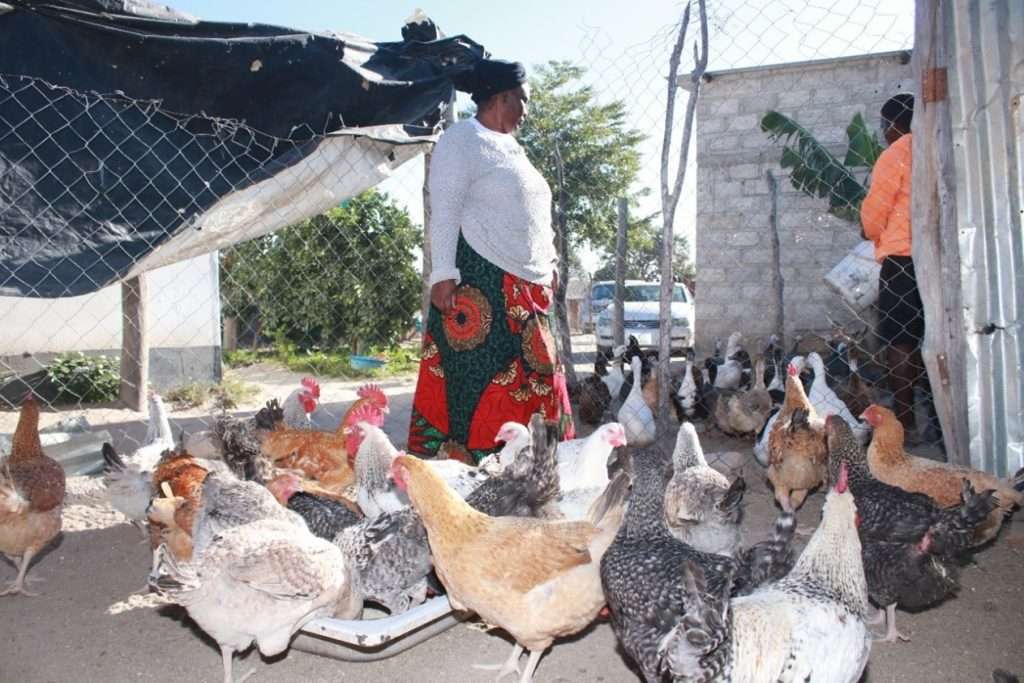 poultry-farming