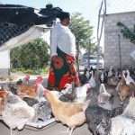 poultry-farming